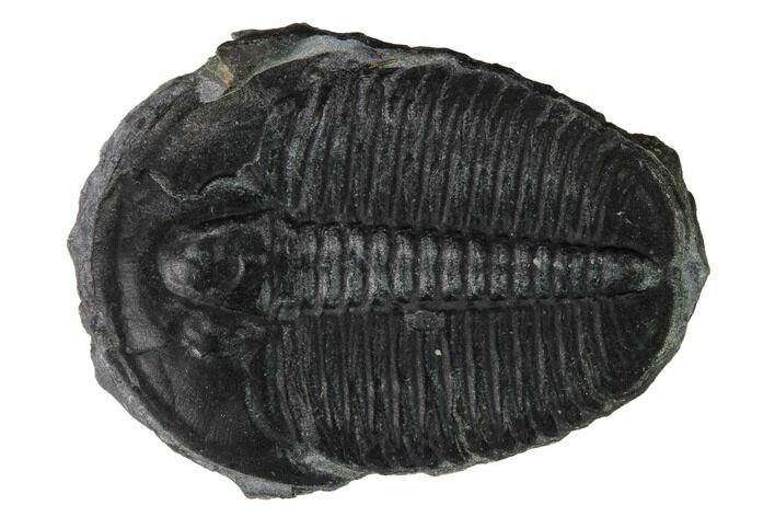 Elrathia Trilobite Fossil - Utah #169490